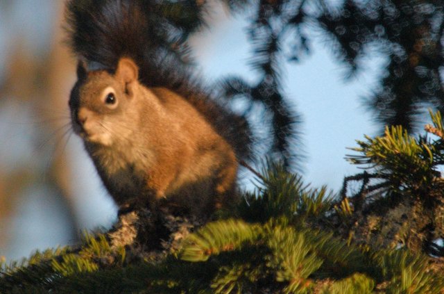 018 squirrel 2 cropped.jpg