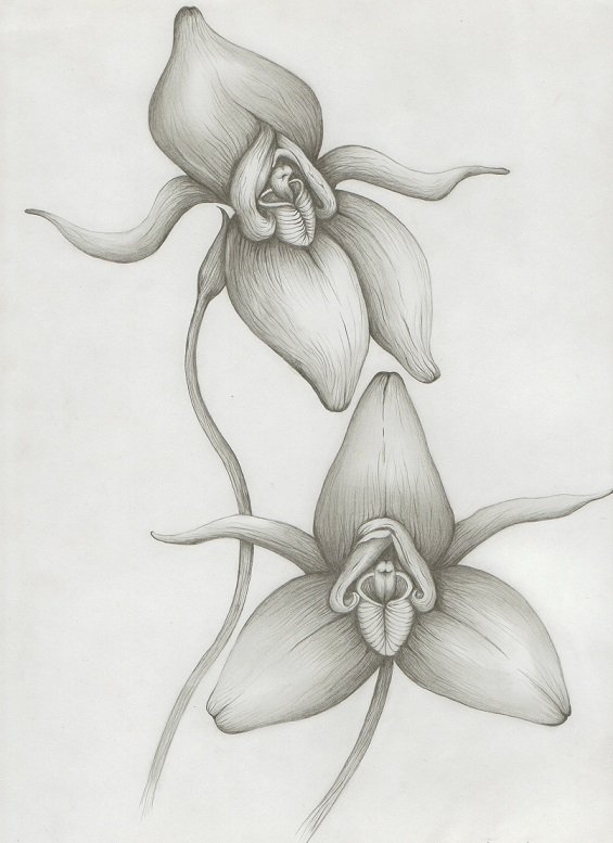 Beautiful orchids Drawing by Tatyana Taran  Saatchi Art