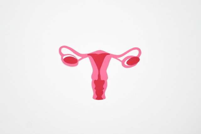 uterus.jpg