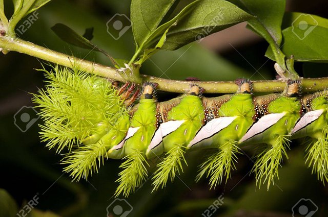 green-caterpillar-camouflaged-into-the-leaves.jpg