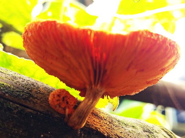 mashroom (3).jpg