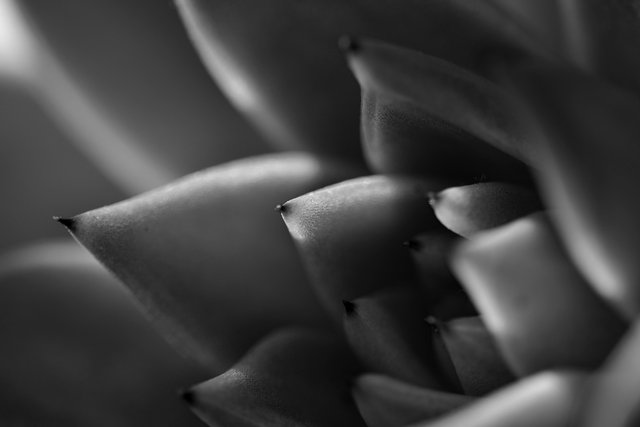 Echeveria agavoides macro bw 1.jpg