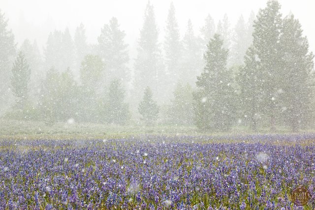 Snowy Sagehen Meadows 2.jpg