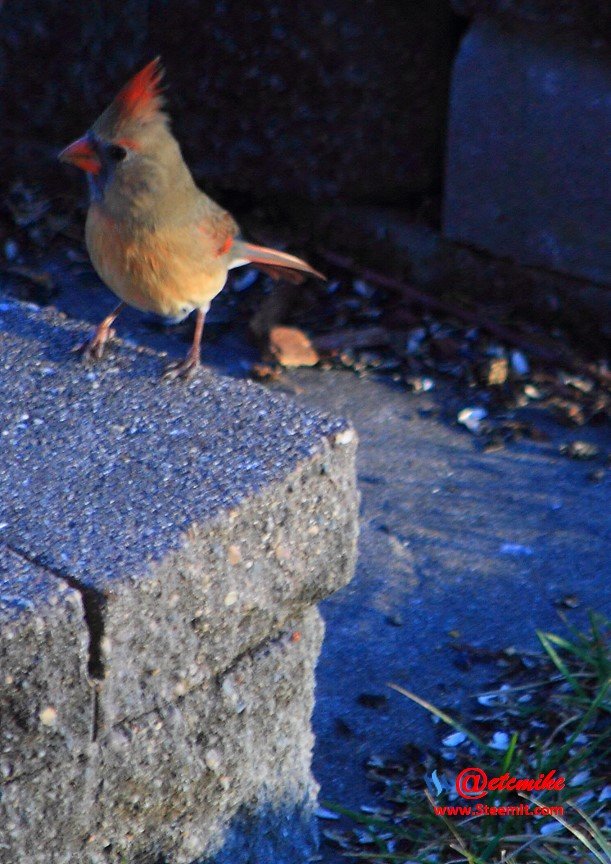 Northern Cardinal PFW0250.JPG