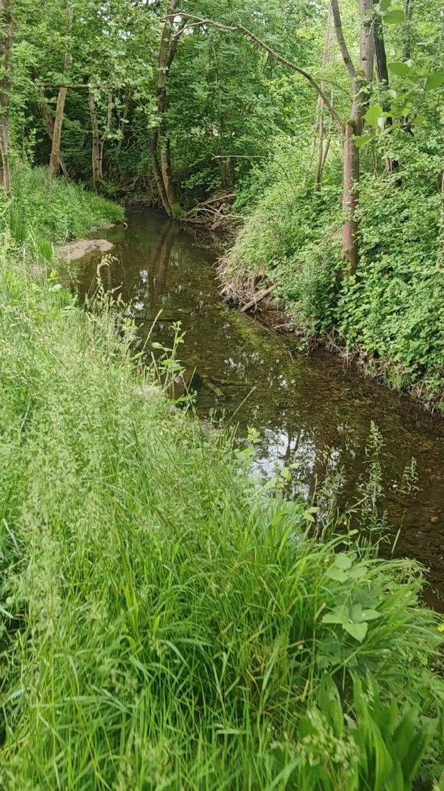natura 5.jpg