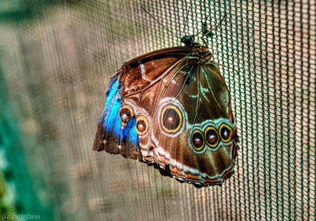 Blue Morpho - btlz3k.jpg