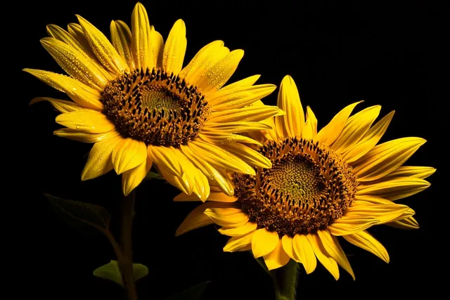 sunflowers-8175241_1280.webp