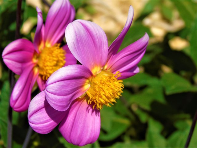 fleursroses (3).JPG