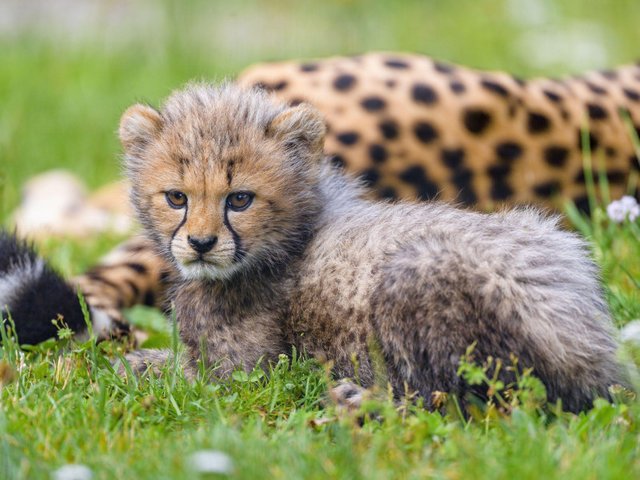 800x600_cheetah-cub-with-stare-look-is-standing-on-grass-bushes-in-blur-background-4k-cheetah (1).jpg