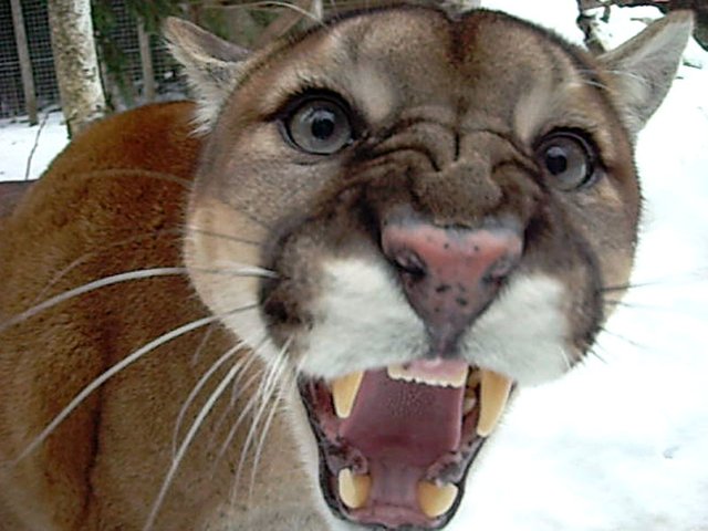 Cougar-Face-Mouth-Open-merc.jpg