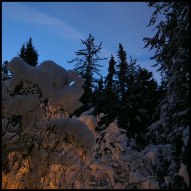 heavy mound of snow on lighted honeysuckle.JPG