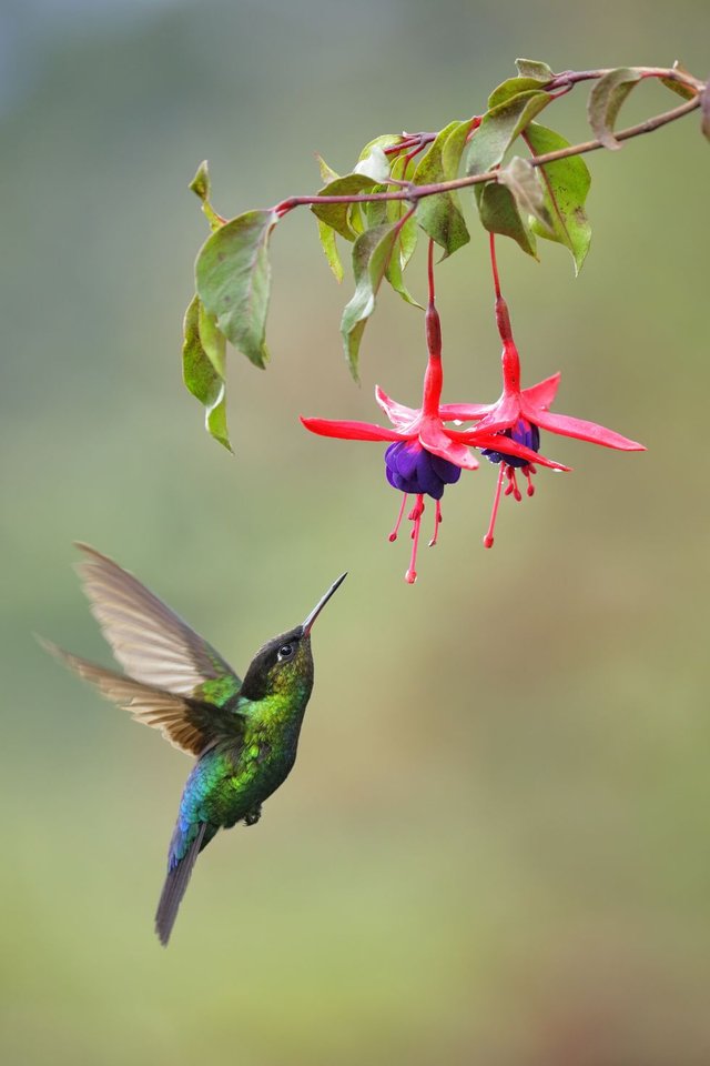 hummingbird-trumpet-flowers-1522348281.jpg