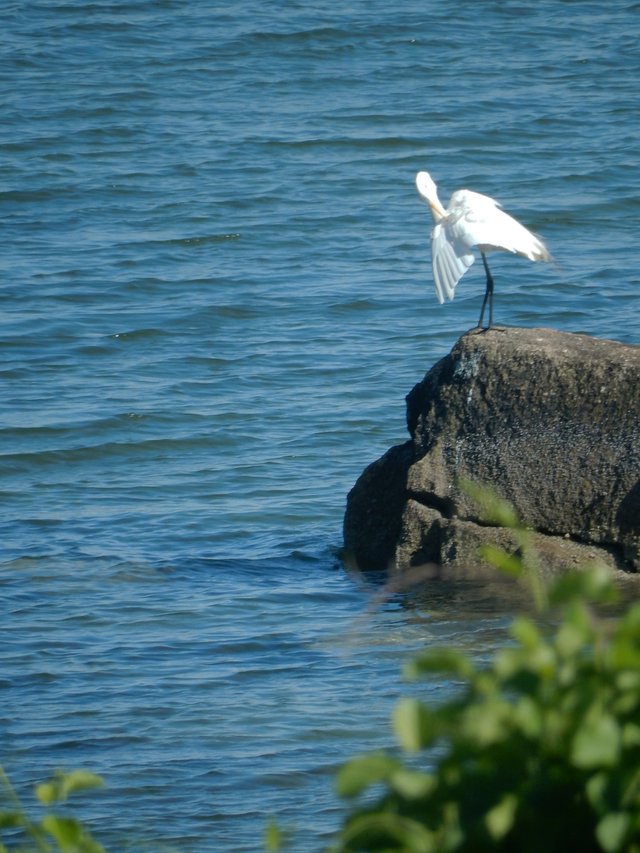 june10egret1.jpg