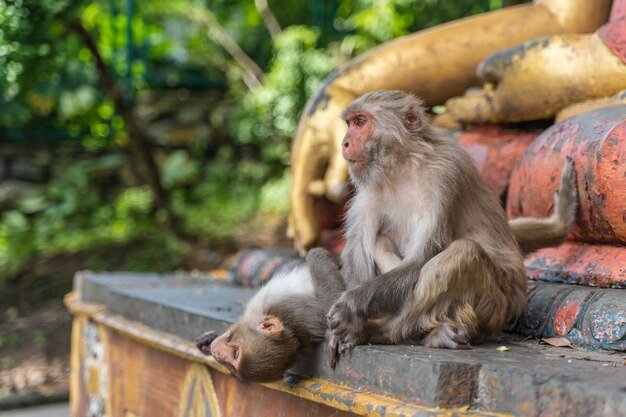 couple-grown-up-monkey-sitting-buddha-statue-swayambhunath-temple-monkey-temple-kathmandu-nepal-stock-photo_285336-2337.jpg