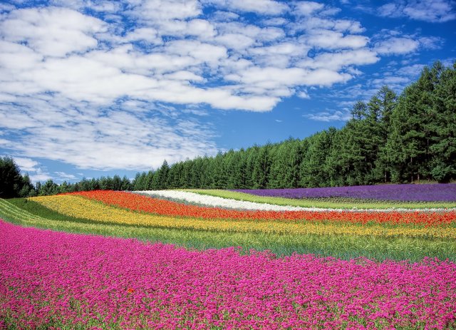 flower-field-250016_1920.jpg