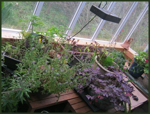 plants bought inside for winter lettuce herbs oxalis geraniums.JPG