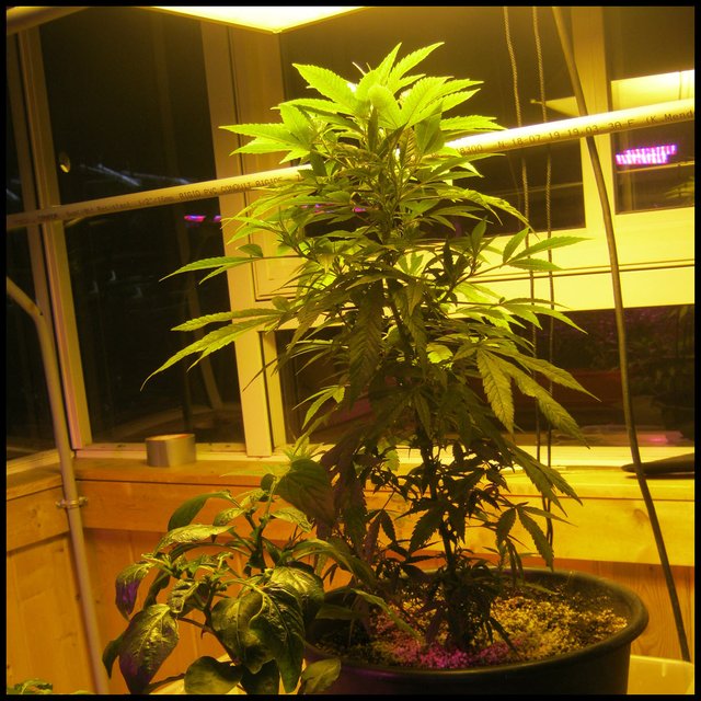 Cannabis plant under lights.JPG