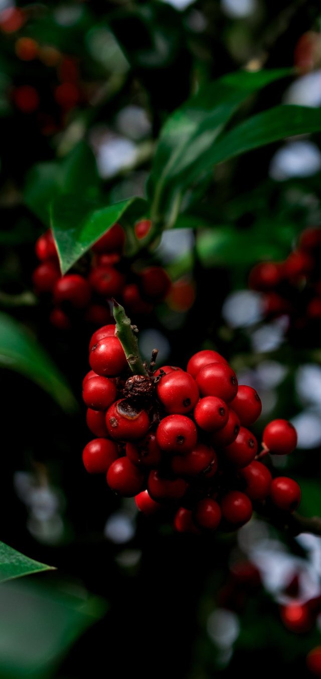 Christmas_Berries-db8c6cb5-a0cc-4175-9925-68602be90add.jpg