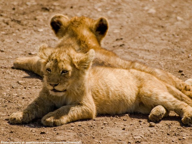 Lion Cubs-080116.jpg
