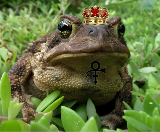prince frog .png
