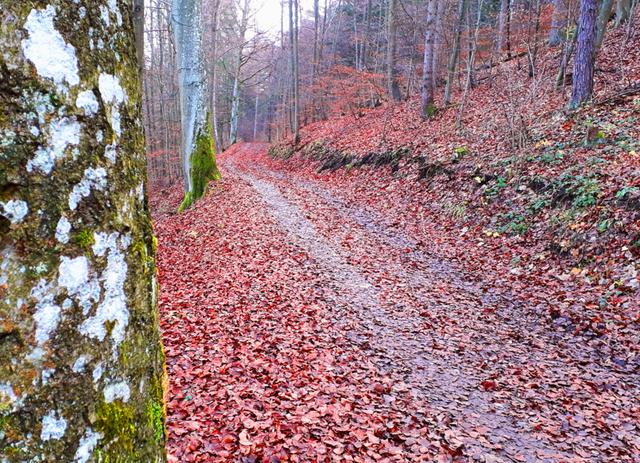 Automn_Forest_way.png