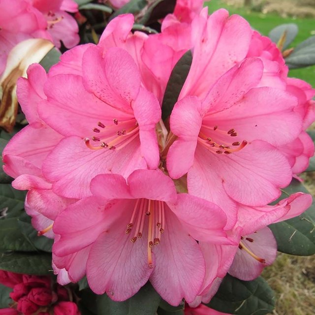 rhododendron-_wine-&-roses__1.jpg