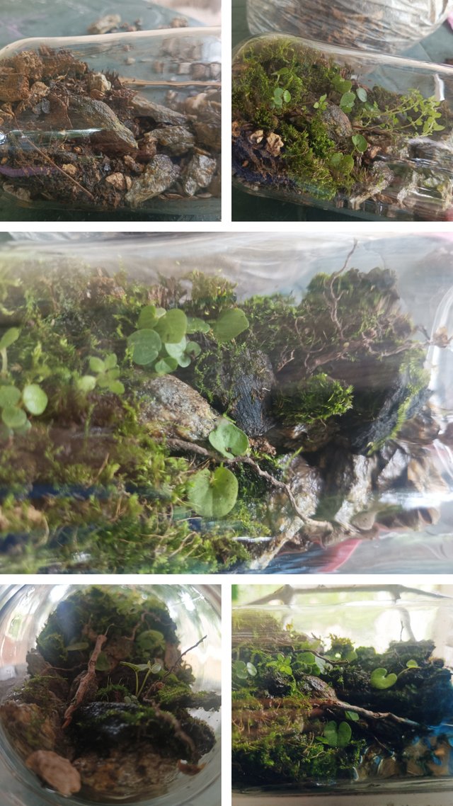 20250712_171353-COLLAGE.jpg
