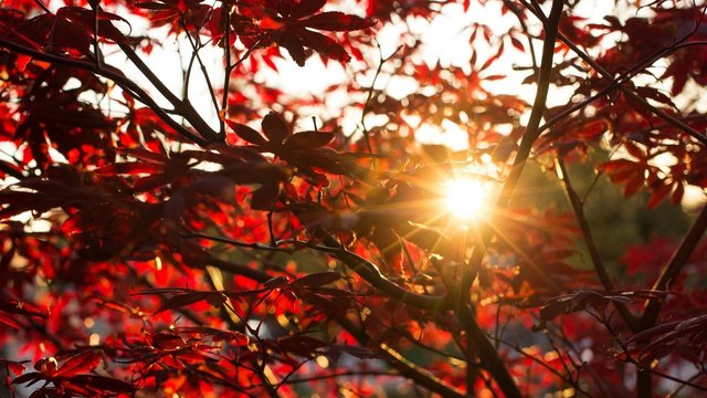 fall-2808558_1280.jpg