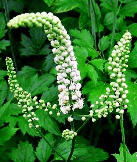 black-cohosh.jpg