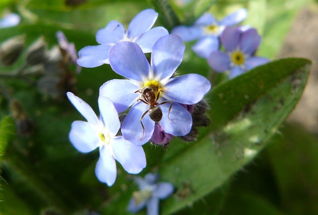 forget-me-not flowers 2.jpg