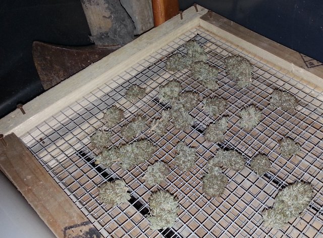 citrus_skunk_rackdry1200.jpg