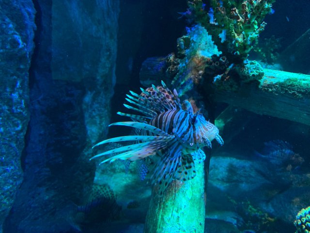 Underwater World27.jpg