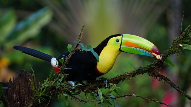 keel-billed-toucan-1021048_1280.jpg