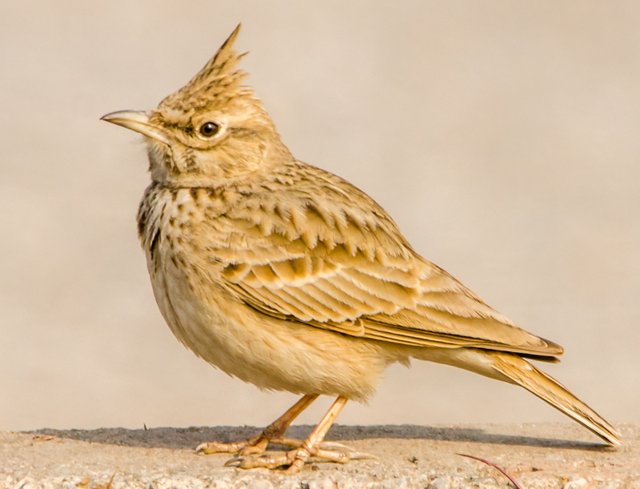 40 - Crested Lark a.jpg