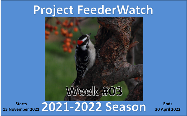 Project FeederWatch PFW.png