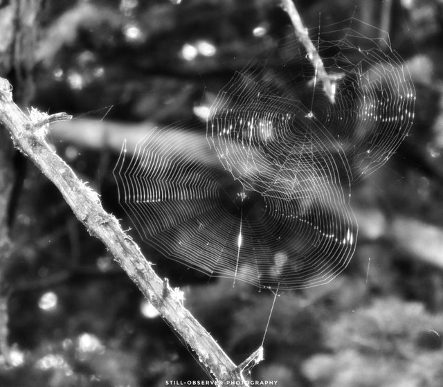 Spiders Web BW.jpeg