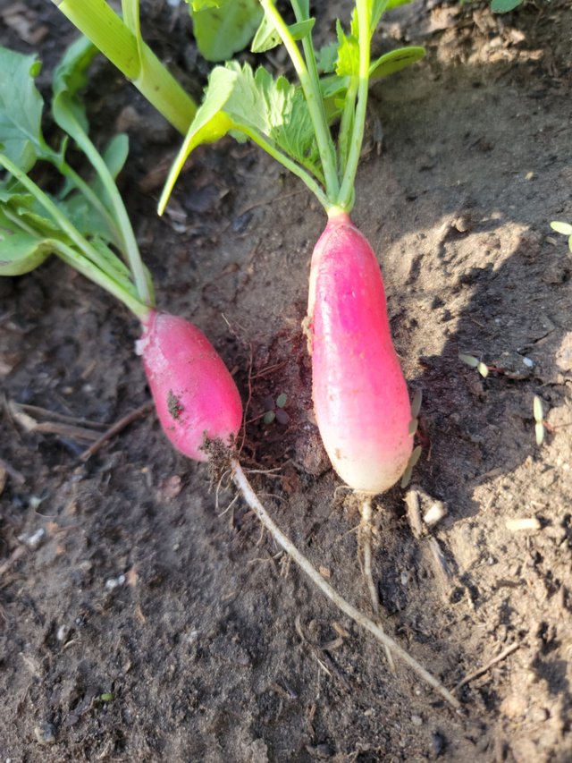 radish2.jpg