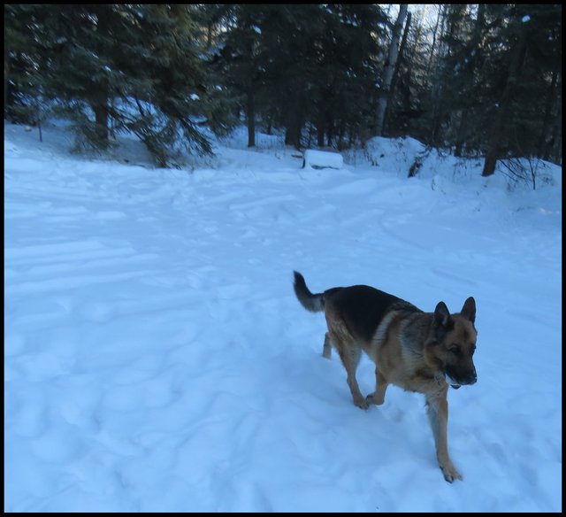 Bruno striding out in snowy area in front of island at front of property.JPG