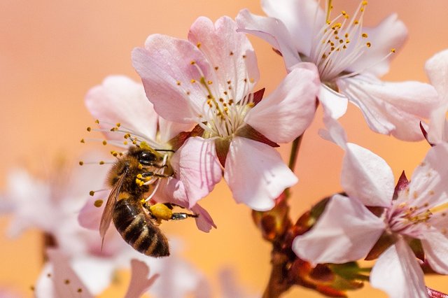 bee-5219887_1280.jpg