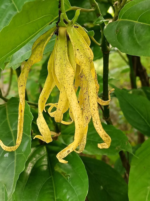 4 Cananga odorata, known as ylang-ylang or cananga tree.jpg