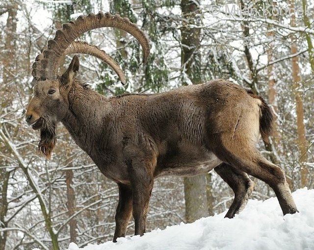 siberian-ibex-bd5cd3e4-5d3e-4c37-a963-2cfede44da6-resize-750.jpg