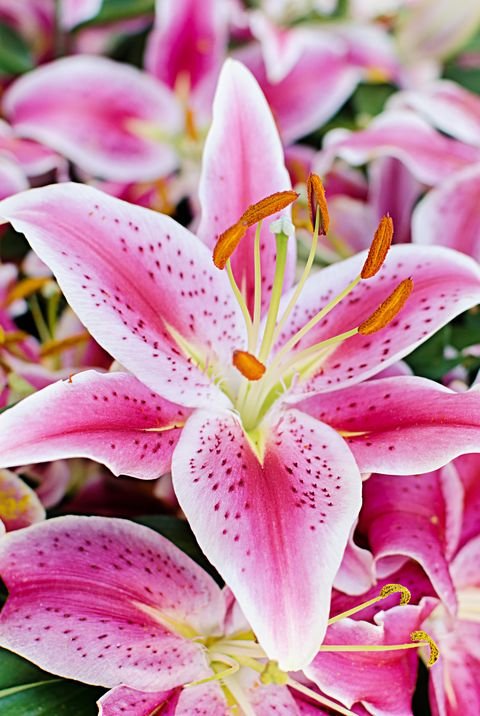 close-up-of-lilium-flower-royalty-free-image-1609950541.jpeg