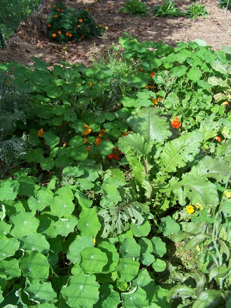 Big garden - mesclun and nasturtiums crop Sept. 2018.jpg