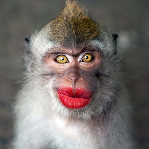 depositphotos_70253417-stock-photo-funny-monkey-with-a-red.jpg