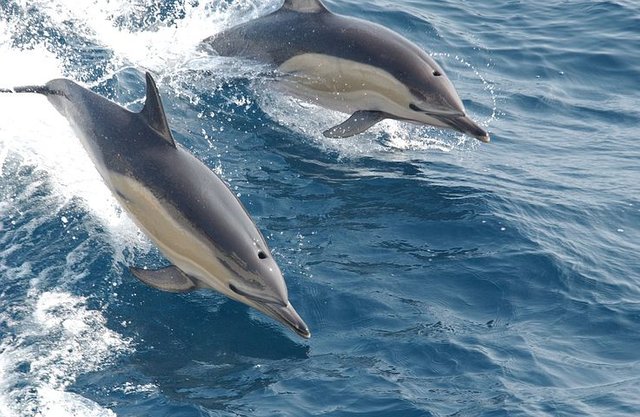 common-dolphins-914548__480.jpg