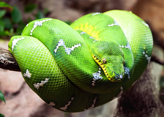 most colorful snake in the world