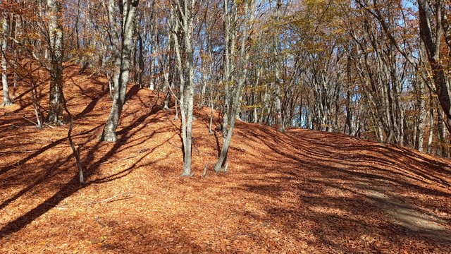 IMG_20201108_125906.jpg