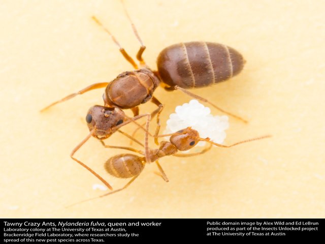 Nylanderia fulva_Tawny_Crazy_Ant queen and worker from insects unlocked free.jpg