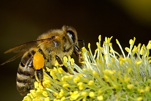 bees-18192_640.jpg