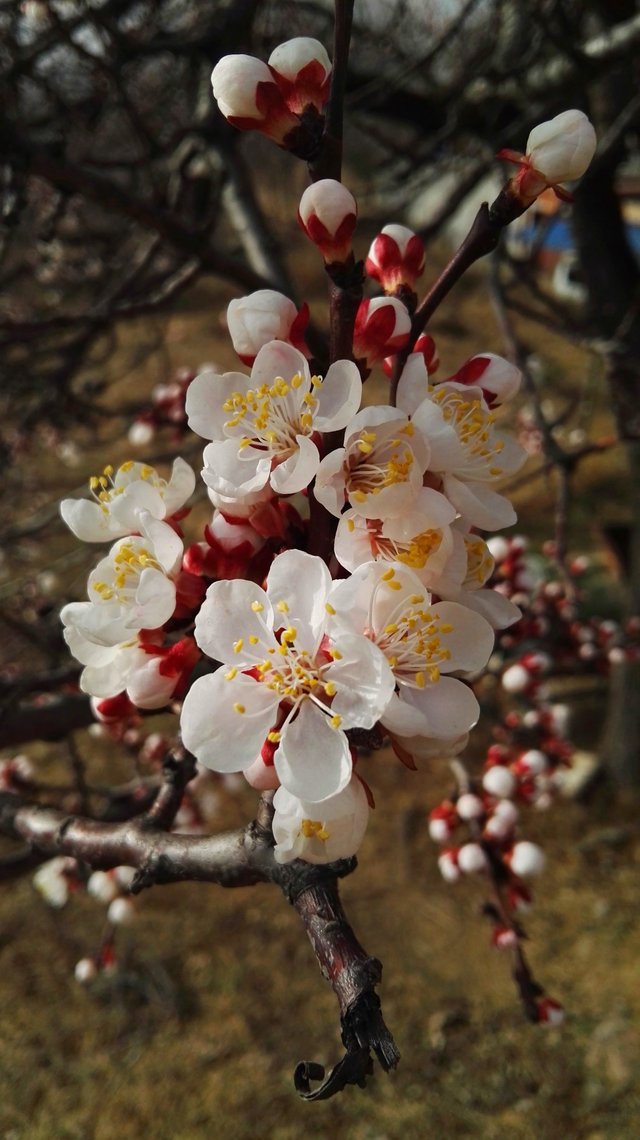 Prunus-2.jpg